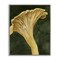 Stupell Industries Chantarelle Mushroom Sprout Framed Giclee By Grace Popp